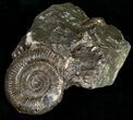 Pyritized Dactylioceras Ammonite - UK #10553-1